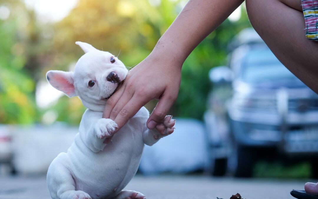 A Dog Bit Me – What Do I Do?
