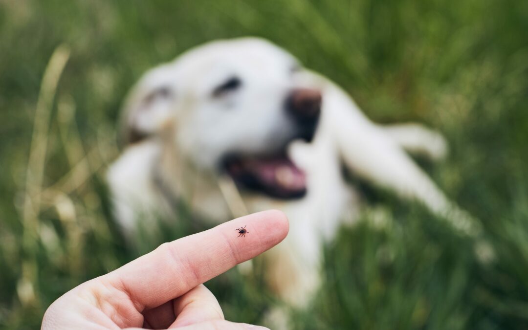 A Complete Guide to Tick Bite Treatment